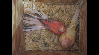 BABIES FROM FOUR BOURKE PARAKEET HENS AUGUST 2023 [upl. by Shepherd]