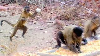 CAPUCHIN MONKEYS FLIRT BY THROWING STONES [upl. by Eppie]