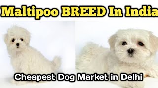 Maltipoo BREED In India  Cheapest Dog Market in India Cheapest Dog Market in Delhi9711696640 [upl. by Wagshul144]