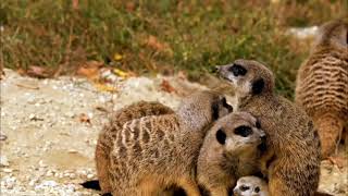 quotThe MEERKAT Suricata suricatta or suricate Is a small mongoose found in southern AFRICAquot [upl. by Nibroc]