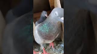 🕊️Show💥🔥Java bro bird Trichy birdquality love pigeon💥💥 [upl. by Zel81]