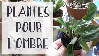 🌿 5 plantes pour une pièce sombre 🌿 1 [upl. by Dranoel805]