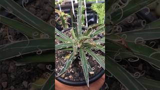 Agave Parviflora agave succulent houseplants [upl. by Jaime885]