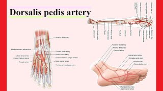 dorsalis pedis artery [upl. by Hanson189]