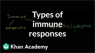 Types of immune responses Innate and adaptive humoral vs cellmediated  NCLEXRN  Khan Academy [upl. by Gariepy300]