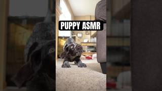 Puppy ASMR [upl. by Einnig815]