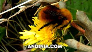 Abejorro patagónico Bombus dahlbomii  Patagonian Bumble Bee  Mamangaba da Patagônia [upl. by Yecnay]