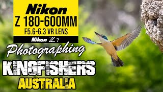 Nikon Z 180600mm Photographing Kingfishers Australia [upl. by Bara]