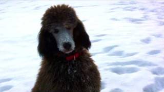 Winston in the snow  Standard Poodle  HV30 Hauge MMC test [upl. by Yorgen366]