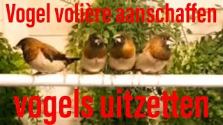 Hoe Doe Je Dat Een Grote Vogel Volière aanschaffen en Vogels uit Zetten in Nieuw Verblijf DIY [upl. by Alleuqahs603]