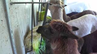 Do the alpacas love Barley Fodder Yes [upl. by Liman]