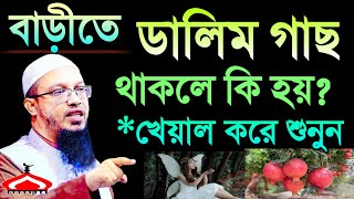 ডালিম গাছ লাগানোর আগে ১বার ভাবুন এবং জেনে নিন  Sheikh Ahmadullah Oct 27 2024 জহপ৬৫টবক 1002 AM [upl. by Okomot]