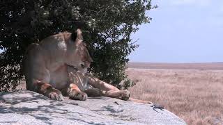 Introducing Prominent Africa Safaris [upl. by Gaughan]