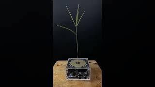 Experiment tesla coil  grass [upl. by Knick]