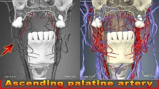 Ascending palatine artery  Arteries of head and neck  3D Human Anatomy  Organs [upl. by Synn]