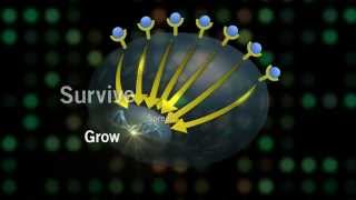 The Met Signaling Pathway and Cancer [upl. by Nolaf475]