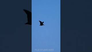 quotRodingquot Courtship flight in spring  Eurasian Woodcock birdlovers wildlife birds [upl. by Sigsmond413]