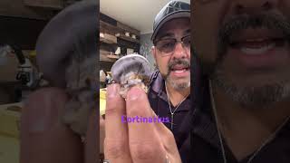 Cortinarius mushroom fungi hongo seta science mushroomgrowth gardening nature shorts [upl. by Atilal]