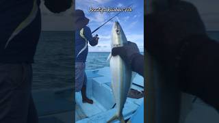 Catching a rainbow fish fishing rainbowfish maldives shorts sea fishingvideo fishinglife [upl. by Ajiram]