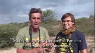 Birding and Fishing Cabo Blanco  Spanish version [upl. by Riba]