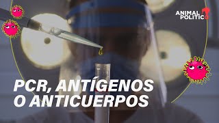 PCR antígenos o anticuerpos ¿Qué prueba debo hacerme [upl. by Hayward]