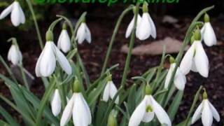 Snowdrops Colzium Walled Garden [upl. by Amitarp]