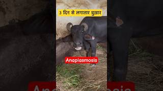 Anaplasmosis in Buffalo veterinary veterinarymedicine Dr Suresh Jangir [upl. by Gombach]