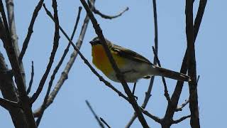 Yellowbreasted Chat is a fairly rare bird in central Iowa [upl. by Rolyab330]