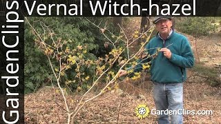 Vernal Witchhazel  Hamamelis vernalis  Growing winter and spring blooming Witch hazel [upl. by Aimaj]