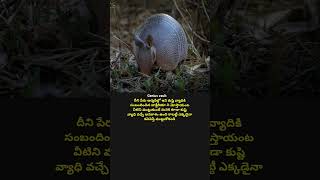 Armadillos youtubeshorts motivation interstingfactsintelugu facts armadillo viralvideo latest [upl. by Bruner]