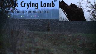 Nordik Crying Lamb [upl. by Riggins]