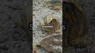 Unknown facts about Seashell [upl. by Hercules]