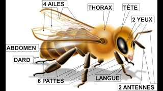 Anatomie de labeille Abeille [upl. by Iramaj]