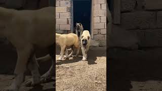 Most agressive dog popular beautifuldog podcast doglover pitbullsociety dogbreeds [upl. by Mathe]