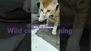 Wild cat deworming deworm catlovers duet [upl. by Nevai339]