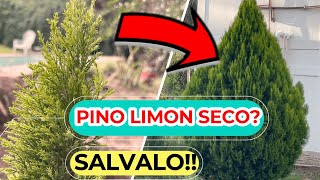 Por Que Se SECA El PINO LIMON CIPRÉS 🌲🍋 Como RECUPERAR Un Pino Cedro Limon  Cuidados [upl. by Nayve]