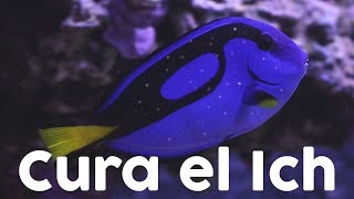 ¿Qué es el ich y cómo curarlo en peces marinos  Cryptocaryon Irritans  AcuaTV [upl. by Skees123]