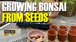 Growing bonsai from seeds Propagating oak sweet chestnut hawthorn and Judas tree seeds [upl. by Nolyag932]