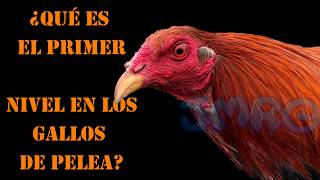 PRIMER NIVEL EN GALLOS DE PELEA [upl. by Wilda]