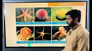 Phylum Echinodermata for class 11 or neet [upl. by Gervase]