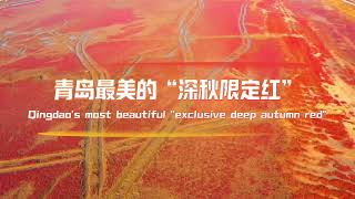 Qingdaos most beautiful quotexclusive deep autumn red 青岛最美的“深秋限定红” [upl. by Gildas]