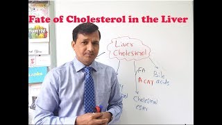 Fates of Cholesterol in the Liver [upl. by Celisse739]