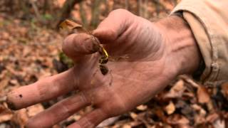 The life cycle of goldenseal [upl. by Dorette829]