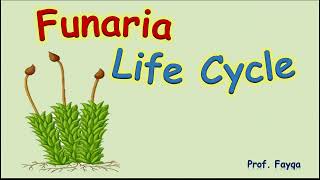 Funaria life cycle [upl. by Airla]