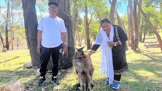 MONARTO SAFARI PARK amp CLEALAND WILDLIFE PARK  largest zoo in southern hemisphere kangaroo 🦘 [upl. by Juanne]