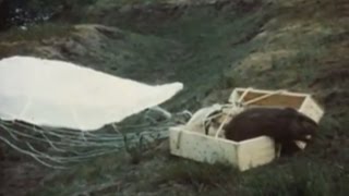 Parachuting beavers Archive footage shows kooky 40s project USA [upl. by Yellhsa]