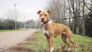 How to know if you have a Real American Pit bull Terrier [upl. by Capriola]