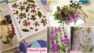 How to Make Herbarium [upl. by Sharona353]