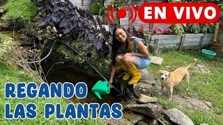 Regando en vivo las plantas de la finca utilizando el agua del nacimiento │Candy Bu [upl. by Hsan]