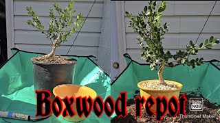 Nursery stock boxwood repot [upl. by Eresed124]